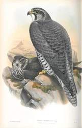 Illustration des Gerfalken