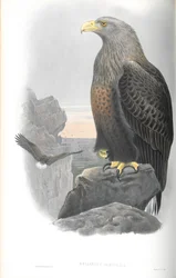 Illustration eines Haliaeetus albicilla (Seeadler)