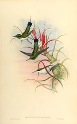 Illustration von Heliothrix phainolaema (= Heliothryx auritus phainolaemus) (Kolibri) auf Tillandsia bulbosa (Bromelie)