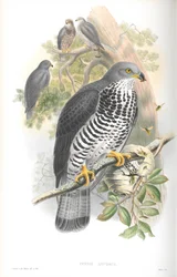 Illustration des Wespenbussards