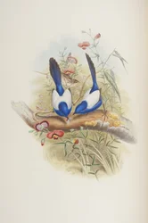 Malurus leuconotus, aus "The Birds of Australia" von John Gould, 1840