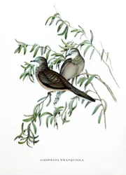 Friedliche Taube, Vögel aus Australien, Gravur aus dem Buch von John Gould (1804-1881) "Tropical Birds"