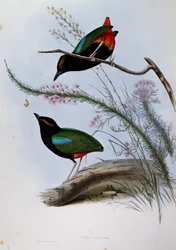 Regenbogenpitta (Pitta iris), Gravur aus Birds of Australia