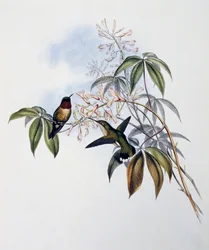 Rubinkehlkolibri (Archilochus colubris), Gravur aus Monograph of Trochilidae or Humming Birds (1849-1861), von John Gould, Vereinigtes Königreich