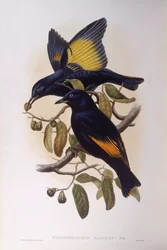 Satin-Laubenvogel (Ptilonorhynchus violaceus), Gravur von John Gould