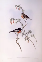 Scharlachroter Waldsänger (Petroica multicolor), Gravur von John Gould