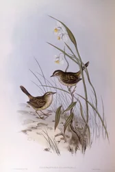 Strichelgrasmücke (Calamanthus fuliginosus), Gravur von John Gould