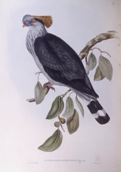 Haubenfruchttaube (Lopholaimus antarcticus)