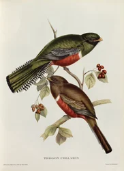 Trogon collaris aus „Tropische Vögel“, 19. Jahrhundert