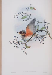 Turdus Illacus, Tafel aus Die Vögel von Großbritannien von John Gould, veröffentlicht 1862-73