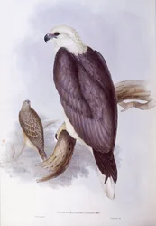 Weißbauchseeadler (Haliaeetus leucogaster)