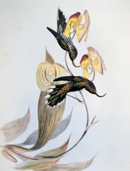 Weißspitzen-Sichelschnabel (Eutoxeres aquila)