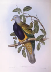 Wompoo-Fruchttaube (Ptilinopus magnificus), Gravur von John Gould