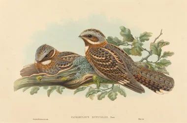 Rotschwanz-Nachtschwalbe (Caprimulgus Ruficollis)
