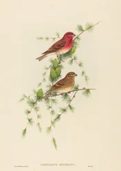 Carpodacus erythrinus (Karmingimpel)