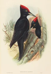 Schwarzspecht (Dryocopus martius)