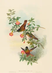 Helianthea eos (Goldener Sternfrontlet)