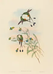 Spathura peruana (Peruanischer Racket-Tail)