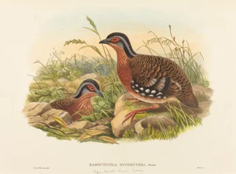 Rostbrust-Bambushuhn (Bambusicola Hyperythra)