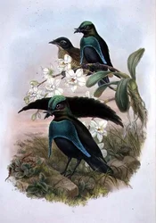 Lophornina - Prächtiger Paradiesvogel (Farblithografie)