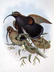 Drepanornis Albertisi (Farblithografie)