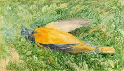 Goldammer (Nordamerikanische Oriole)