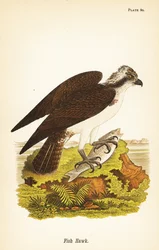 Fischadler oder Fischadler, Pandion haliaetus