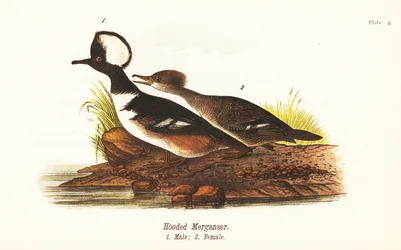 Kappensäger, Lophodytes cucullatus, Männchen 1, Weibchen 2
