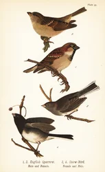 Haussperling, Passer domesticus, und Schieferammer, Junco hyemalis