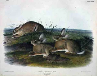 Lepus Artemesia (Wermut-Hase), Platte 88 aus 
