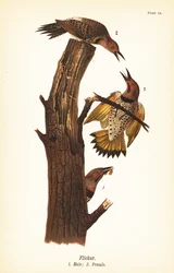 Goldspecht, Colaptes auratus