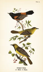 Gartenwaldsänger, Icterus spurius, Männchen 1,2, und Weibchen 3