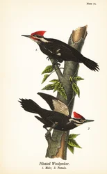Helmspecht, Dryocopus pileatus, Männchen 1, Weibchen 2