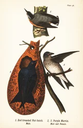 Kanadakleiber, Sitta canadensis, Männchen 1, und Purpurschwalbe, Progne subis, Männchen 2, und Weibchen 3