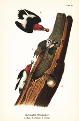 Rotkopfspecht, Melanerpes erythrocephalus, Männchen 1, Weibchen 2, Jungvogel 3