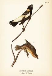Reisfink oder Bobolink, Dolichonyx oryzivorus, Männchen 1, Weibchen 2