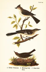 Haubenmeise, Baeolophus bicolor, Nord-Mockingbird, Mimus polyglottos und Ofenvogel, Seiurus aurocapilla