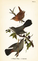 Winterzaunkönig, Troglodytes hiemalis 1, und Graukatze, Dumetella carolinensis 2