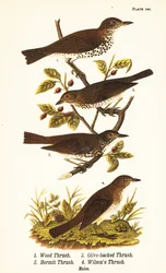 Wald-Drossel, Hylocichia mustelina 1, Swainsons Drossel, Catharus ustulatus 2, Olivrückendrossel oder Einsiedlerdrossel, Catharus guttatus 3, und Rostdrossel oder Wilsons Drossel, Catharus fuscescens 4