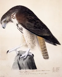 Amerikanischer Bussard oder Weißbrustbussard