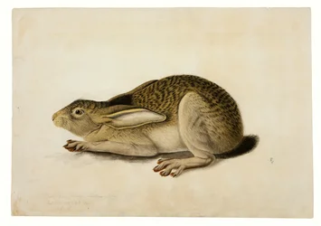 Schwarzschwanzhase
