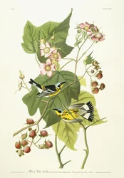 Schwarzgelber Waldsänger und blühende Himbeere, ca. 1826-1838