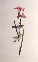 Blau-gelbgeflügelter Waldsänger. Aus Die Vögel Amerikas, 1827-1838