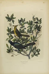 Bootsschwanzgrackel, gedruckt von Julien Bien und veröffentlicht von Roe Lockwood & Son, 1861