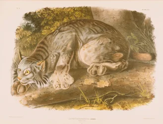 Kanadischer Luchs
