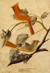 Kardinalgrosbeak