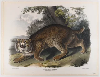 Gewöhnliche amerikanische Wildkatze