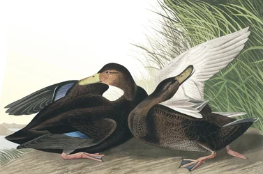 Dunkelente, Anas Obscura, aus "Die Vögel Amerikas" von John J. Audubon, veröffentlicht 1827-38