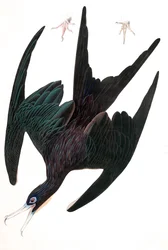 Fregattenpelikan, Tachypetes Aquilis, aus "Die Vögel Amerikas" von John J. Audubon, veröffentlicht 1827-38 (handkolorierte Gravur)