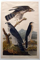 Habicht, Stanley-Falke (Nr. 29)